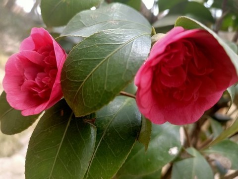 山茶花
