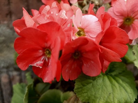 報(bào)春花