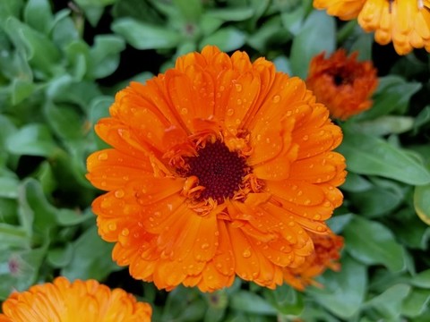雛菊