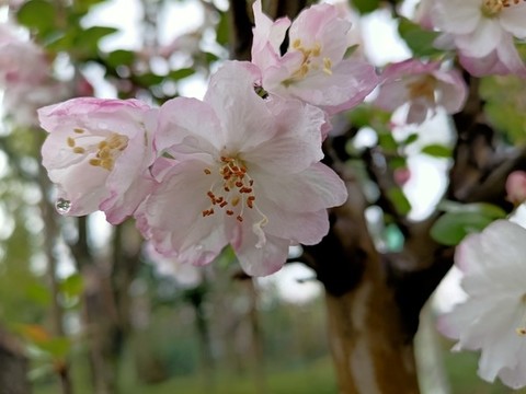 李樹花