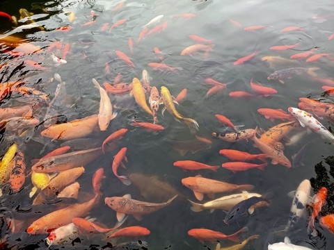 錦鯉
