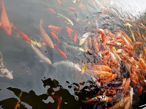 錦鯉