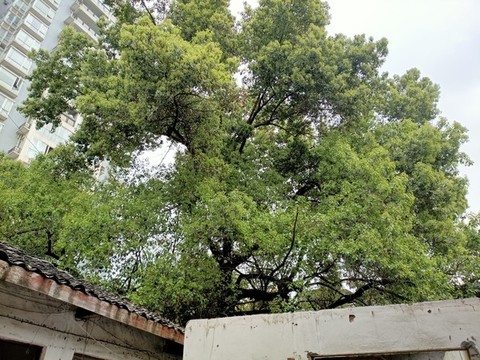 香樟樹