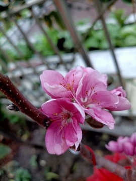 蘋(píng)果花