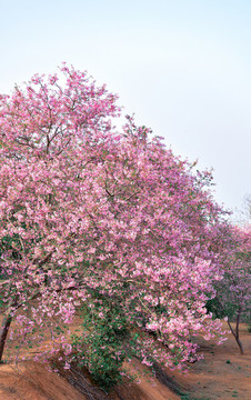 韶關(guān)櫻花