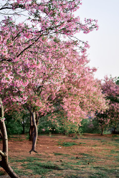 韶關(guān)櫻花