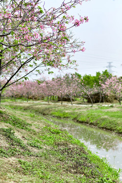 海珠湿地樱花