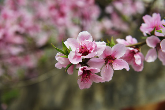 桃花