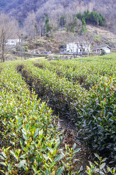 文縣碧口鎮(zhèn)石龍溝馬家山茶園景色