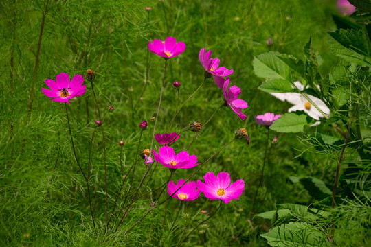 格桑花
