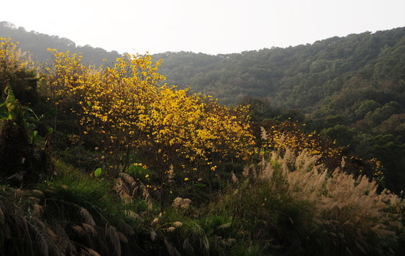 崗山水庫風(fēng)鈴木