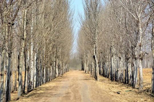 鄉(xiāng)間小路