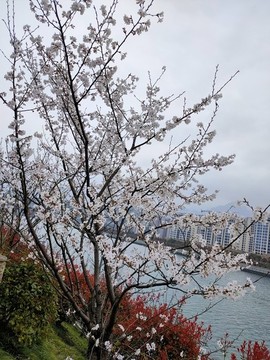 白色櫻花