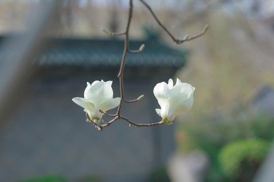 玉蘭