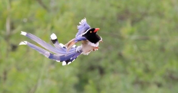 紅嘴藍(lán)雀
