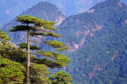 松樹