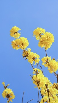 風鈴花風鈴木
