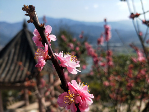 桃花