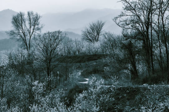 八里村風(fēng)光