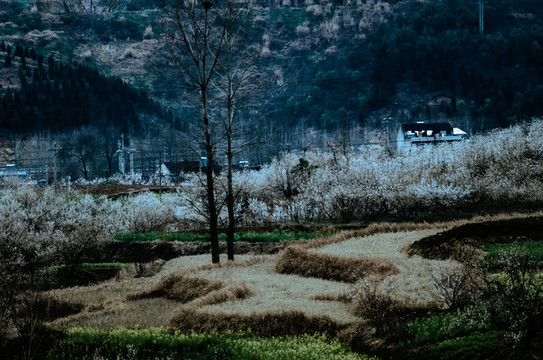 八里村風(fēng)光