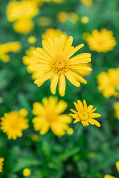 菊花盛開