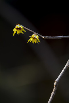 梅花