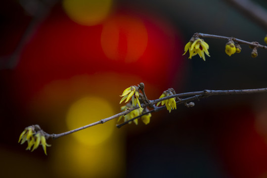 臘梅花