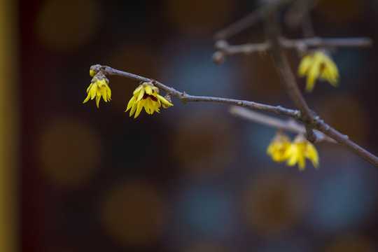 梅花