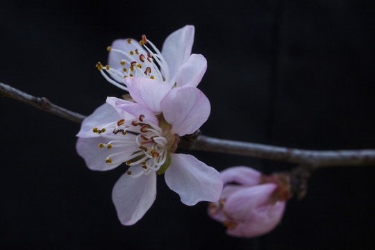 桃花