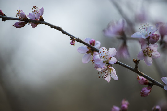 桃花