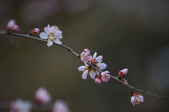 桃花