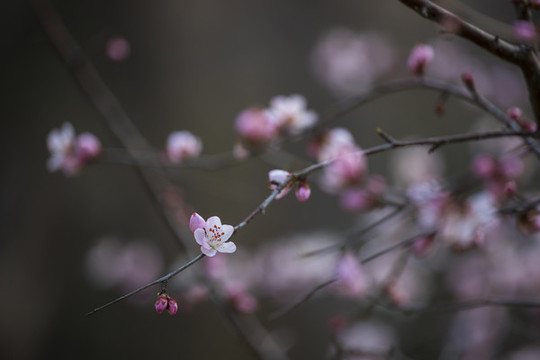 桃花