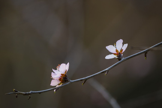 桃花