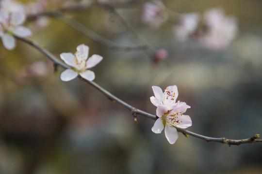 桃花