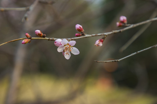 桃花