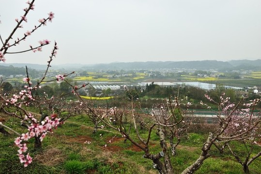 桃花盛開