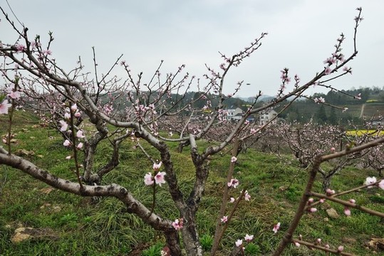 桃花盛開