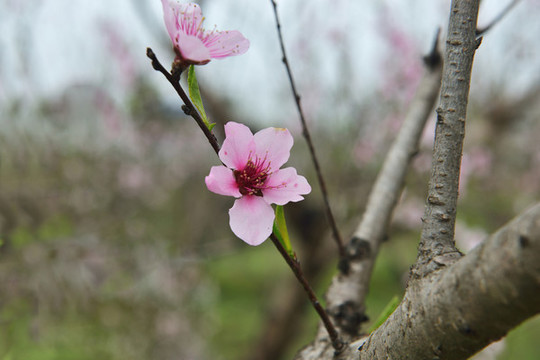 桃花盛開(kāi)