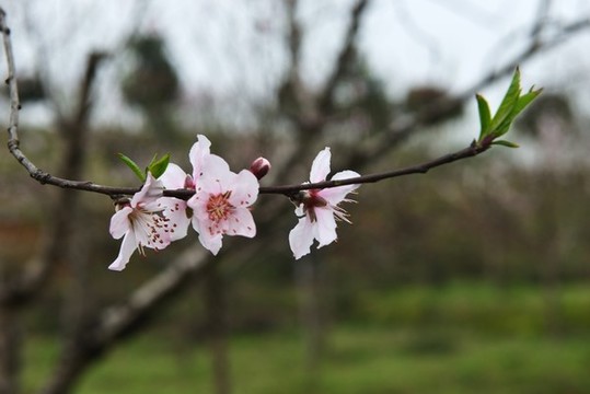 桃花盛開