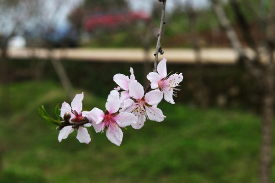 桃花盛開(kāi)