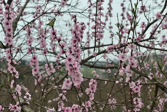 桃花盛開