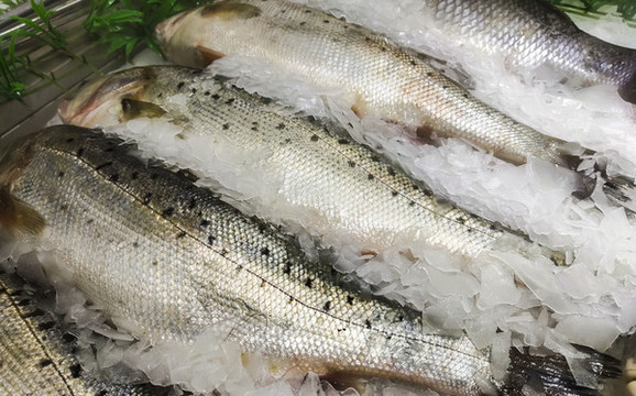 魚
