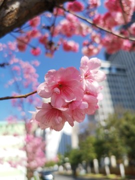 櫻花