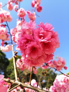 櫻花