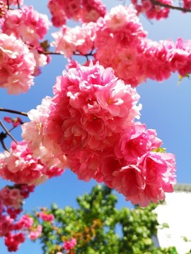 櫻花