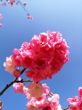 櫻花