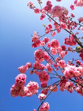 櫻花