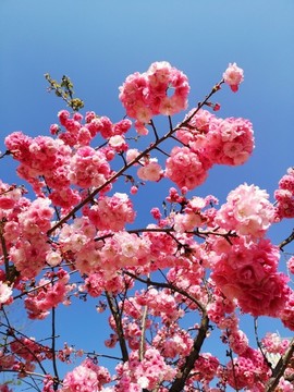 櫻花
