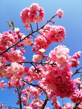 櫻花