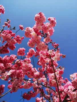 櫻花